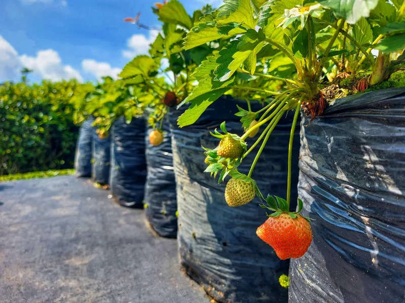 Sewa Hiace Bandung ke Ciwidey
